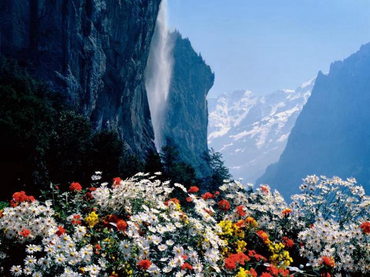 Mountain Flowers